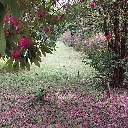 Alquerubim Quinta D'Avo Amelia B&B 외부 사진