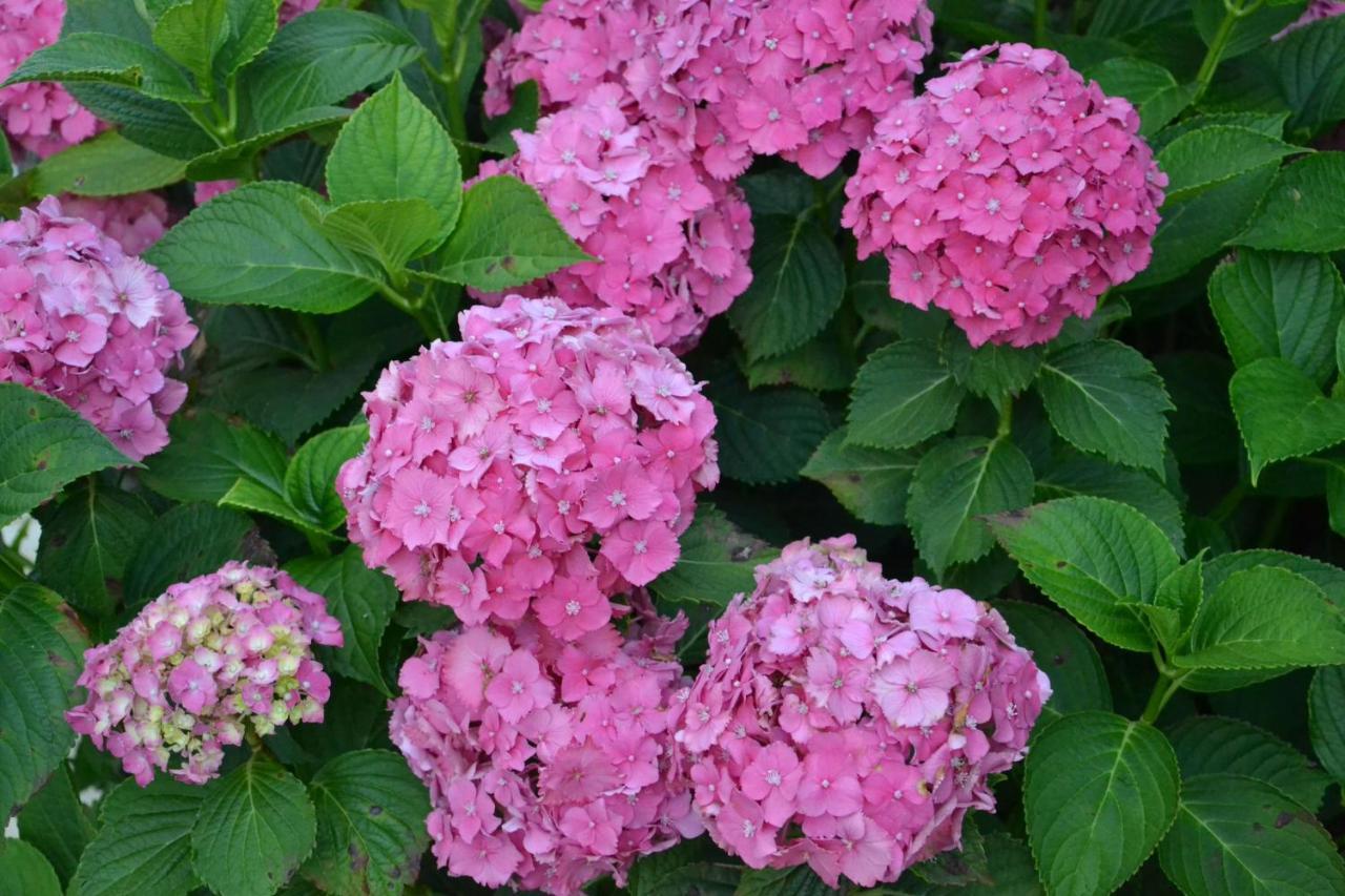 Alquerubim Quinta D'Avo Amelia B&B 외부 사진