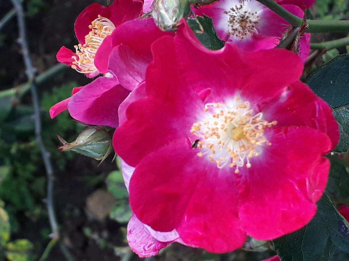 Alquerubim Quinta D'Avo Amelia B&B 외부 사진